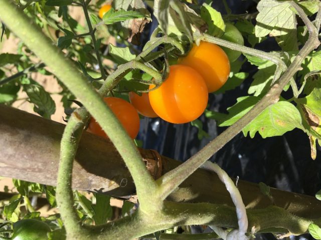 ミニトマト　2018年収穫