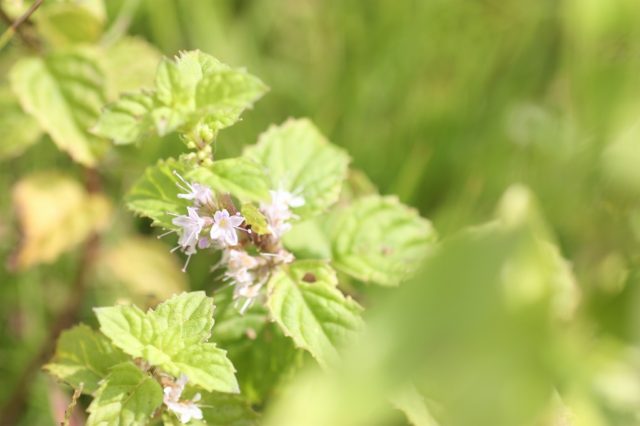 ミントの花